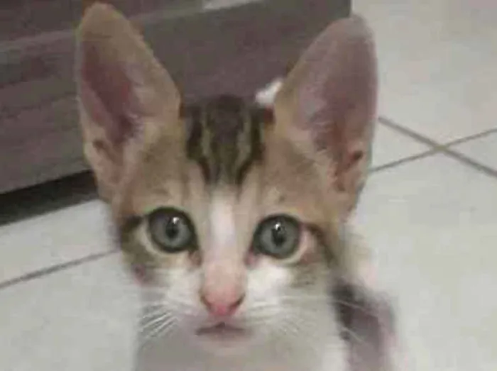 Gato raça SRD idade 2 a 6 meses nome Eles ainda tem nome