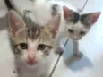Eles ainda tem nome