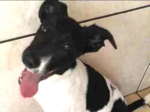 Cachorro raça Não definida idade 7 a 11 meses nome Dug