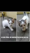 Não tem