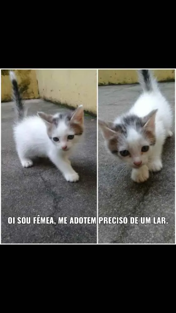 Gato ra a  idade Abaixo de 2 meses nome Não tem