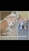 Não tem
