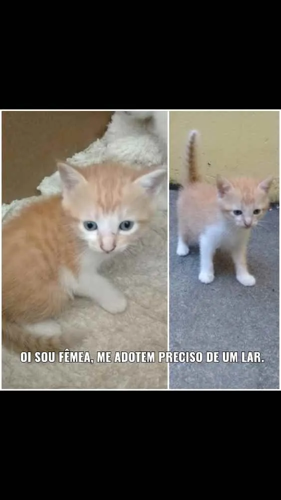 Gato ra a  idade Abaixo de 2 meses nome Não tem