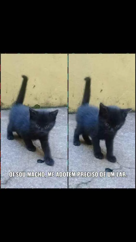 Gato ra a  idade Abaixo de 2 meses nome Não tem