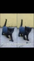 Não tem