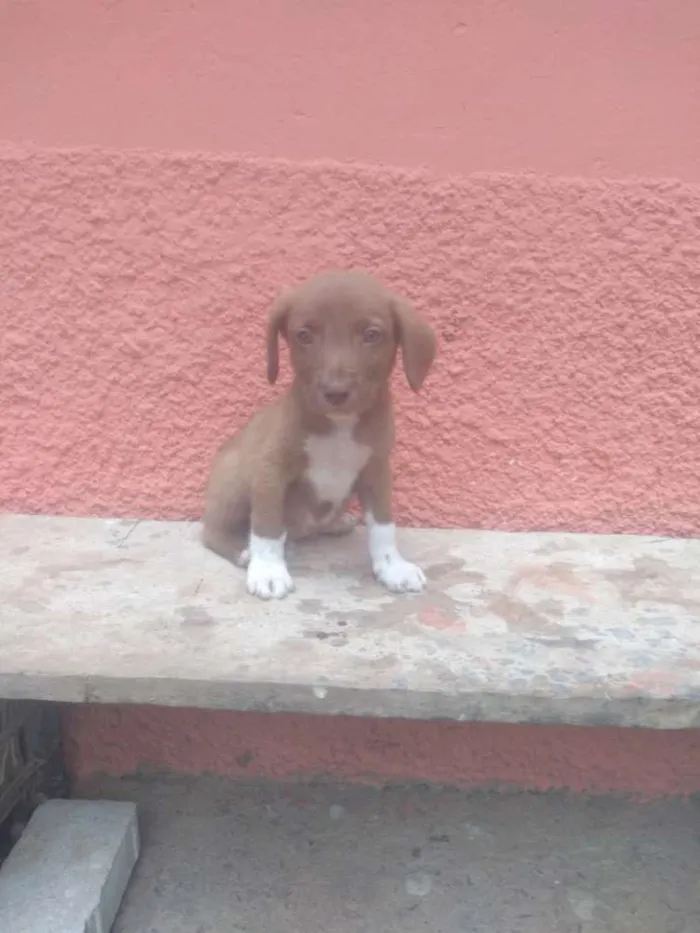Cachorro ra a raca indefinida idade Abaixo de 2 meses nome sem nome