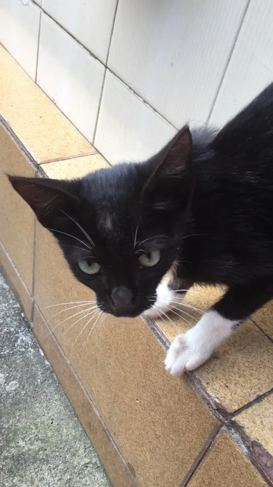 Gato ra a SRD idade 2 a 6 meses nome Não tem