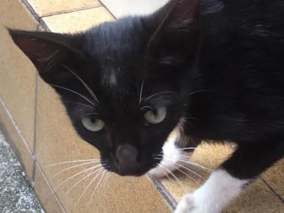 Gato ra a SRD idade 2 a 6 meses nome Não tem