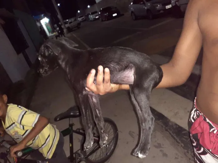 Cachorro raça Srd idade 2 a 6 meses nome Jojo