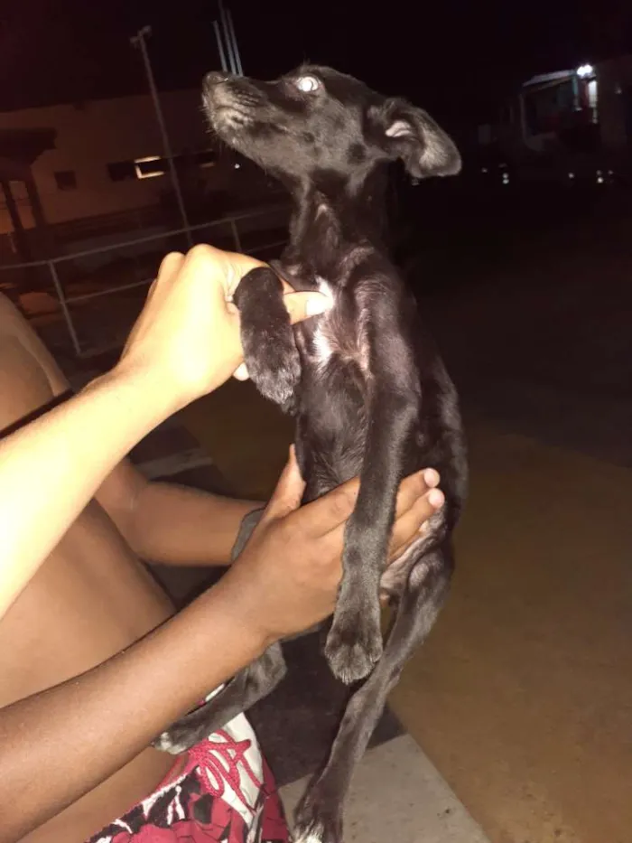 Cachorro raça Srd idade 2 a 6 meses nome Jojo