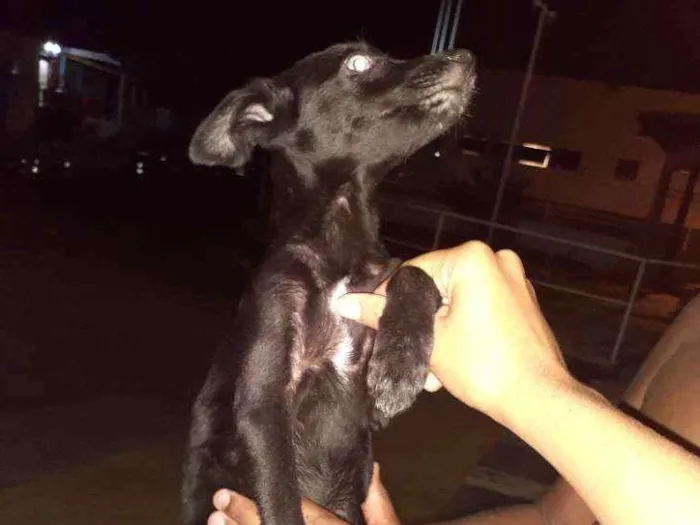 Cachorro raça Srd idade 2 a 6 meses nome Jojo