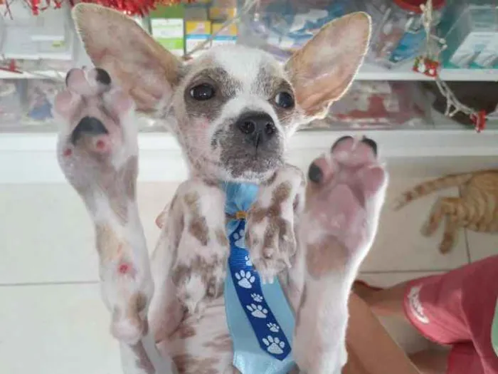 Cachorro raça Srd idade 2 a 6 meses nome Luke