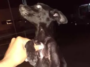 Cachorro raça Srd idade 2 a 6 meses nome Jojo