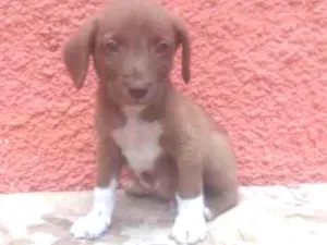 Cachorro raça raca indefinida idade Abaixo de 2 meses nome sem nome