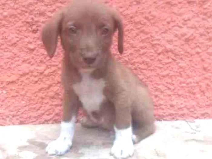 Cachorro ra a raca indefinida idade Abaixo de 2 meses nome sem nome