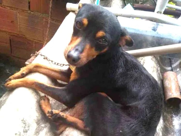 Cachorro ra a  idade 2 anos nome Foguinho