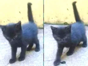 Gato raça  idade Abaixo de 2 meses nome Não tem