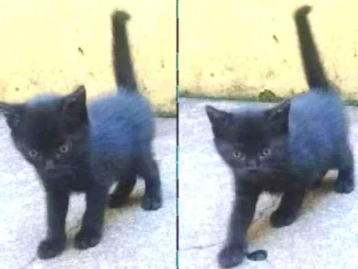 Gato ra a  idade Abaixo de 2 meses nome Não tem