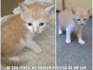 Gato raça  idade Abaixo de 2 meses nome Não tem