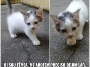 Gato raça  idade Abaixo de 2 meses nome Não tem