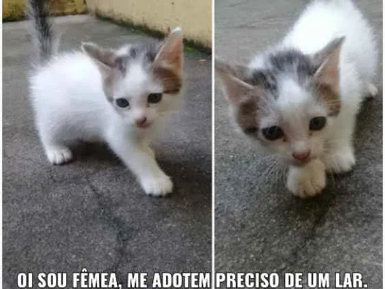 Gato ra a  idade Abaixo de 2 meses nome Não tem