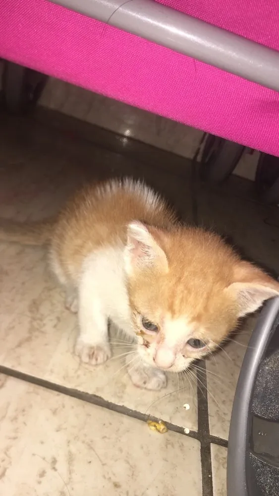 Gato ra a Nao tem idade Abaixo de 2 meses nome Nao tem