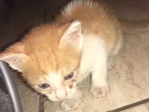 Gato raça Nao tem idade Abaixo de 2 meses nome Nao tem