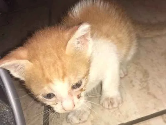 Gato ra a Nao tem idade Abaixo de 2 meses nome Nao tem