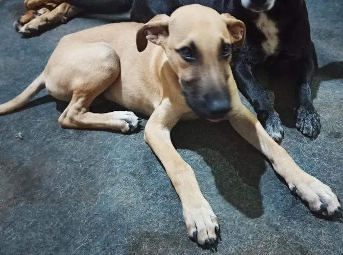 Cachorro ra a Sem raça definida  idade 7 a 11 meses nome Grey 