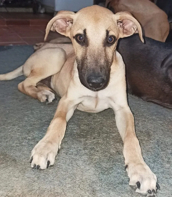 Cachorro ra a Sem raça definida  idade 7 a 11 meses nome Grey 