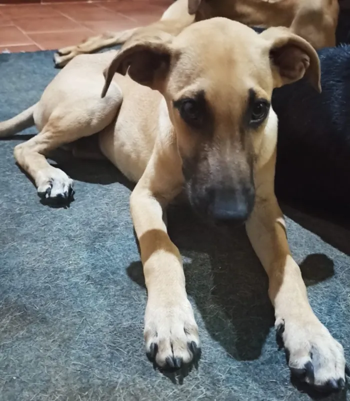 Cachorro ra a Sem raça definida  idade 7 a 11 meses nome Grey 