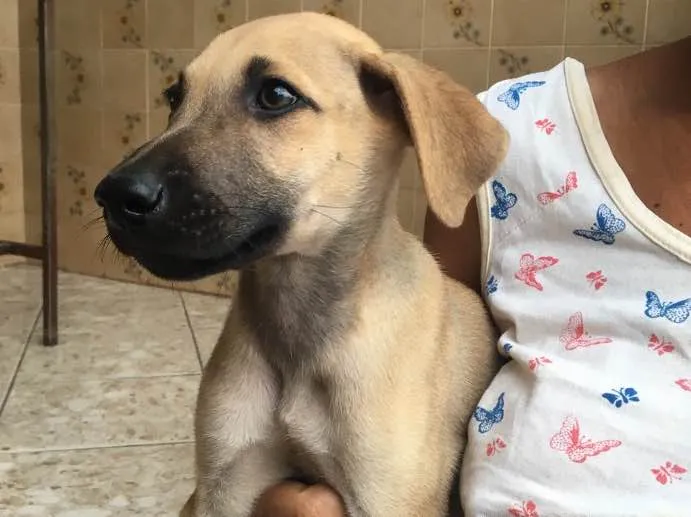 Cachorro ra a Sem raça definida  idade 7 a 11 meses nome Grey 