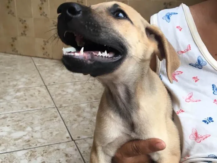 Cachorro ra a Sem raça definida  idade 7 a 11 meses nome Grey 