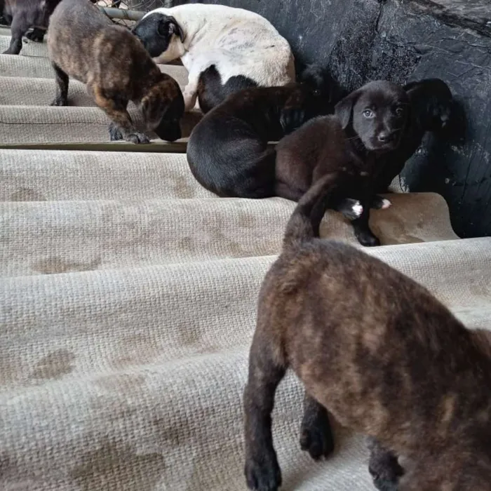 Cachorro raça Labrador idade Abaixo de 2 meses nome Sem nome