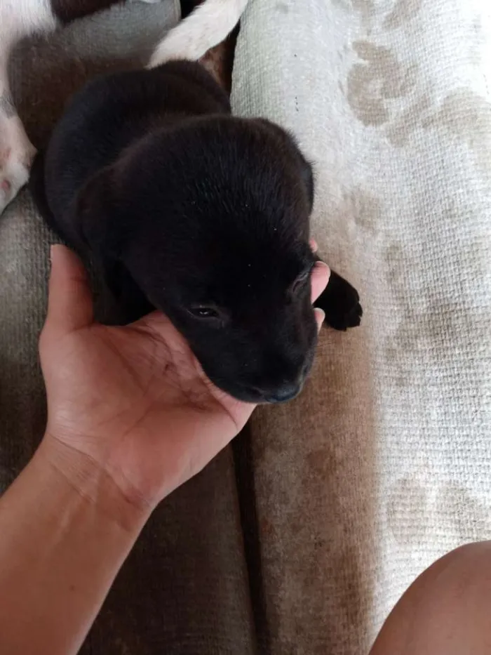 Cachorro ra a Labrador idade Abaixo de 2 meses nome Sem nome
