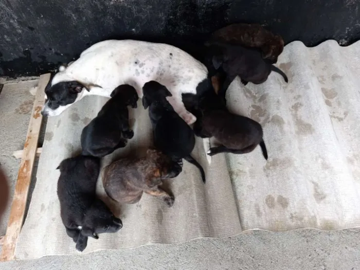 Cachorro raça Labrador idade Abaixo de 2 meses nome Sem nome