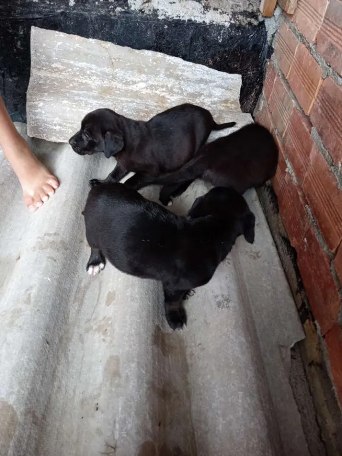 Cachorro raça Labrador idade Abaixo de 2 meses nome Sem nome