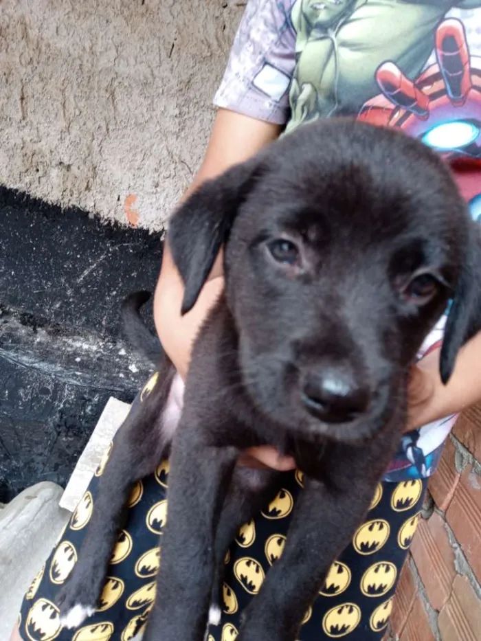 Cachorro raça Labrador idade Abaixo de 2 meses nome Sem nome