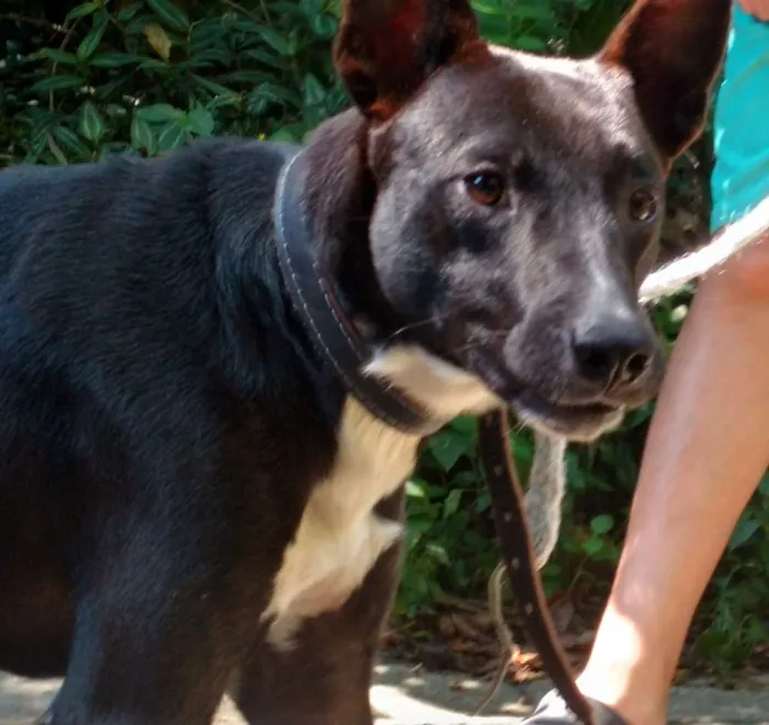 Cachorro raça SRD idade 1 ano nome Boby