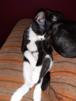 Gato raça SRD idade  nome Sem nome