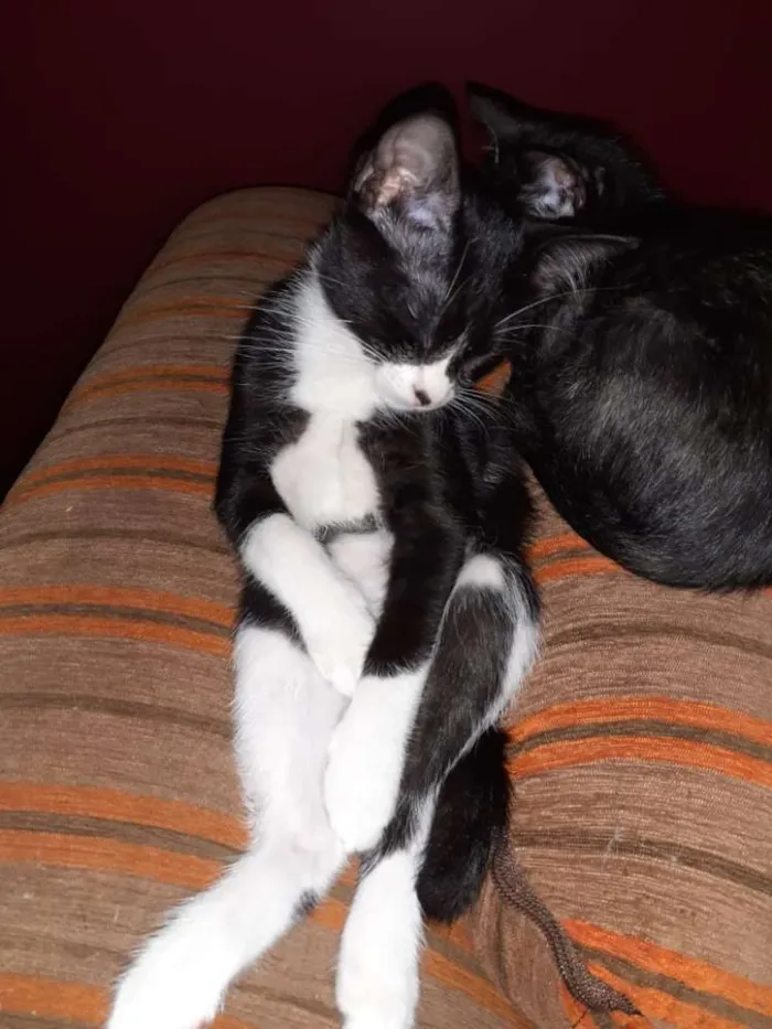 Gato ra a SRD idade  nome Sem nome