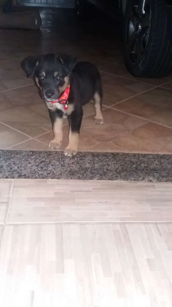Cachorro ra a Blue heseer com vira lata idade 2 a 6 meses nome Thor