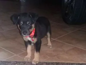 Cachorro raça Blue heseer com vira lata idade 2 a 6 meses nome Thor