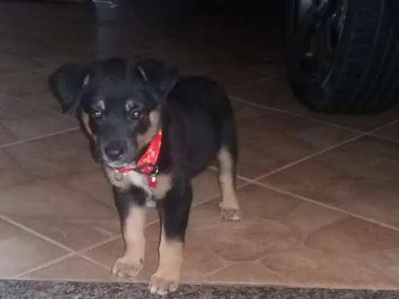 Cachorro ra a Blue heseer com vira lata idade 2 a 6 meses nome Thor
