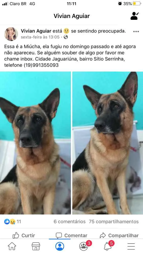 Cachorro ra a Pastor Alemão  idade 5 anos nome Miúcha