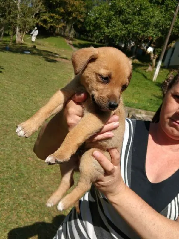 Cachorro ra a SRD idade Abaixo de 2 meses nome Bolt
