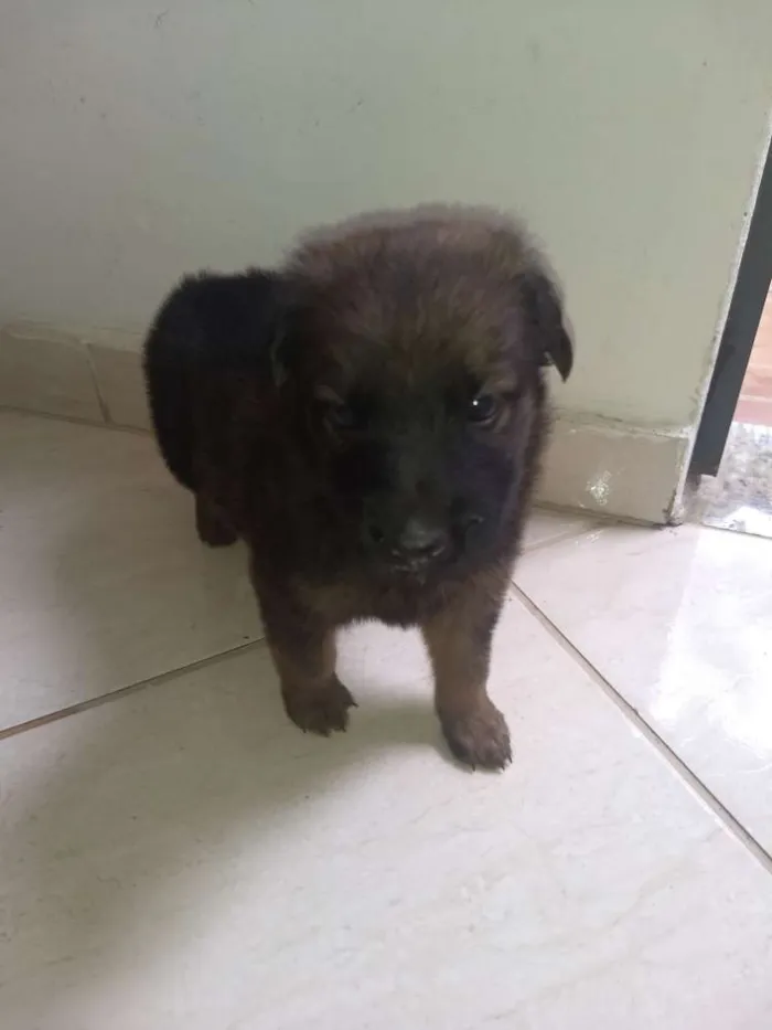 Cachorro ra a Não sei idade Abaixo de 2 meses nome Não tem