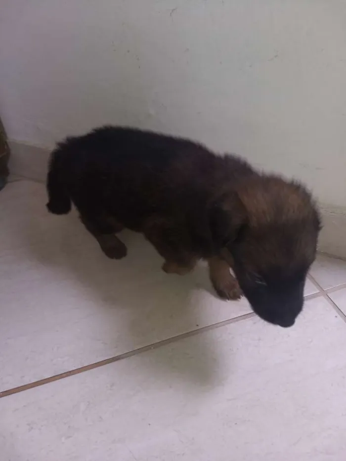 Cachorro ra a Não sei idade Abaixo de 2 meses nome Não tem