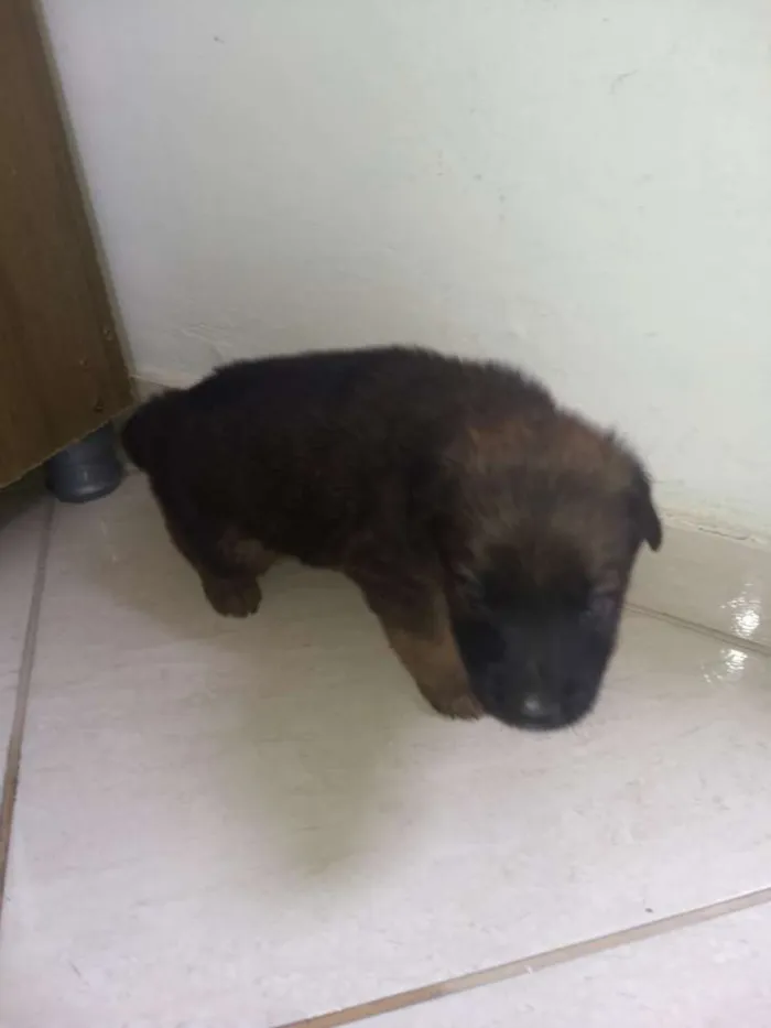 Cachorro ra a Não sei idade Abaixo de 2 meses nome Não tem