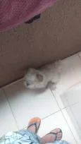 Escooby